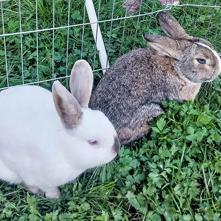 Unterpirchhof By Interhome *