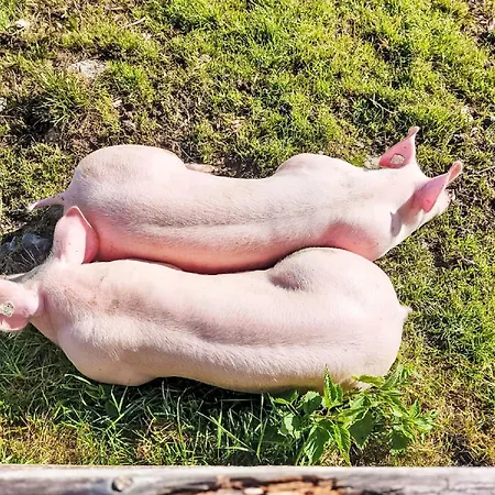 Unterpirchhof By Interhome Thumersbach